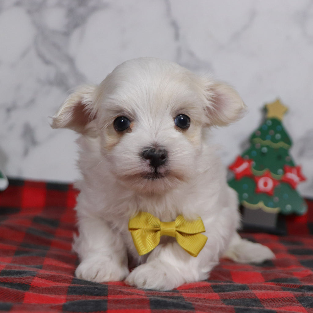 Bruce - Available 12/31