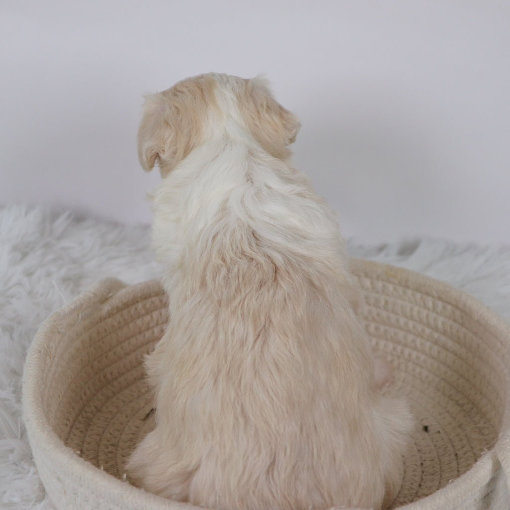 Bryant - Available Now