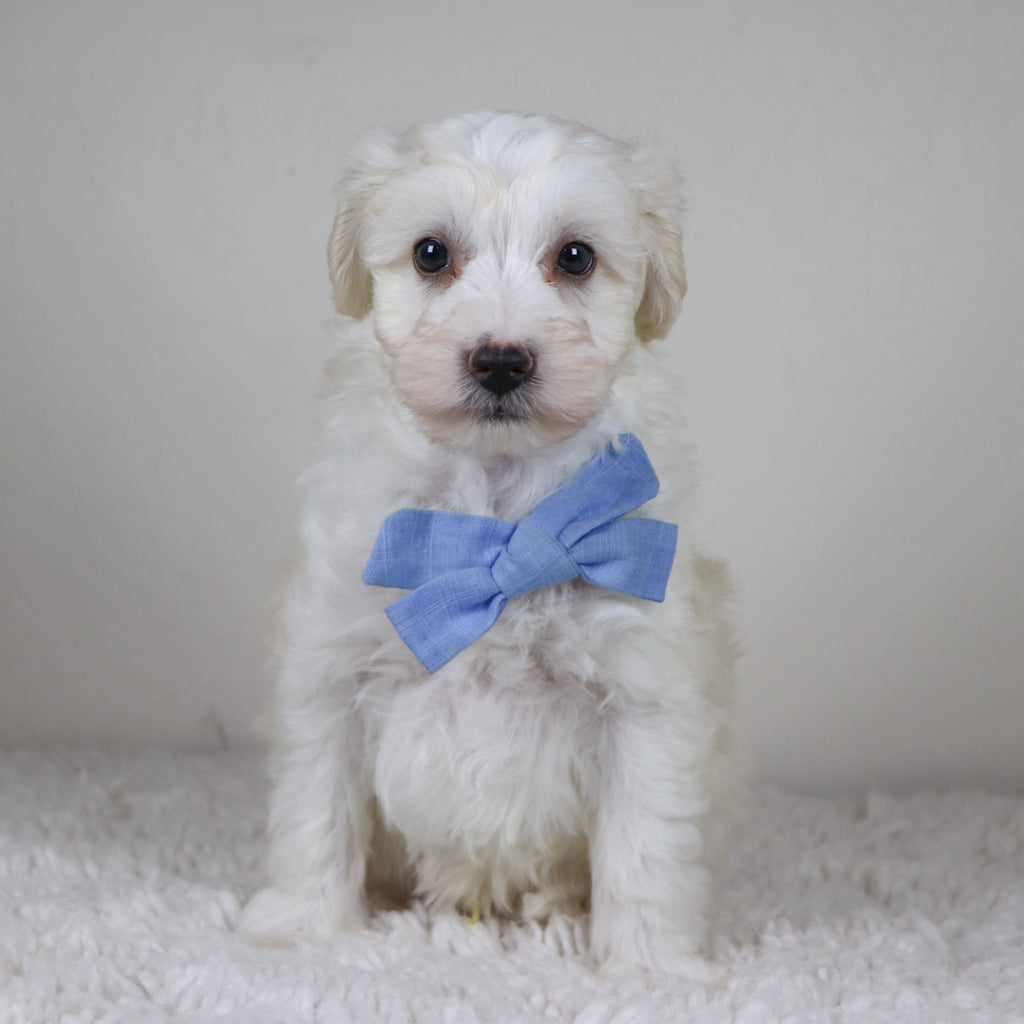 Bryant - Available Now