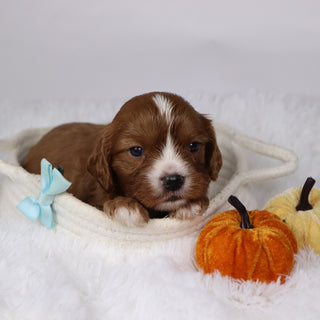 Buzz - Available 12/17