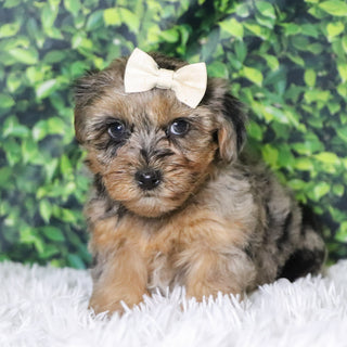 Cabrina - Available 12/10