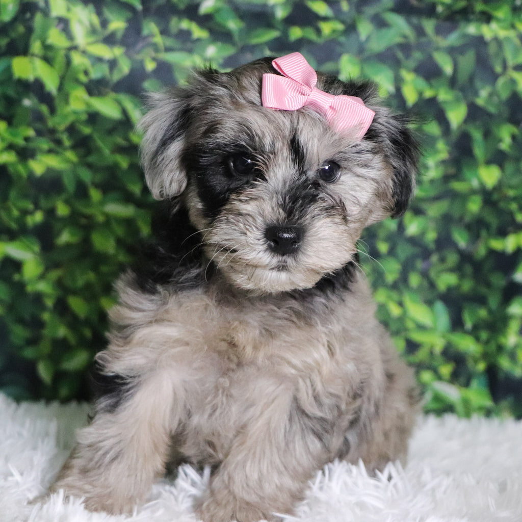 Caca - Available Now