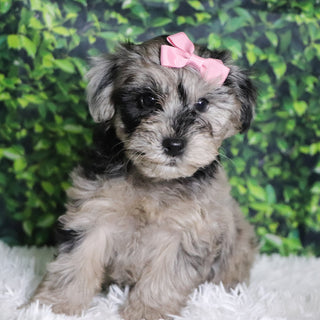 Caca - Available Now