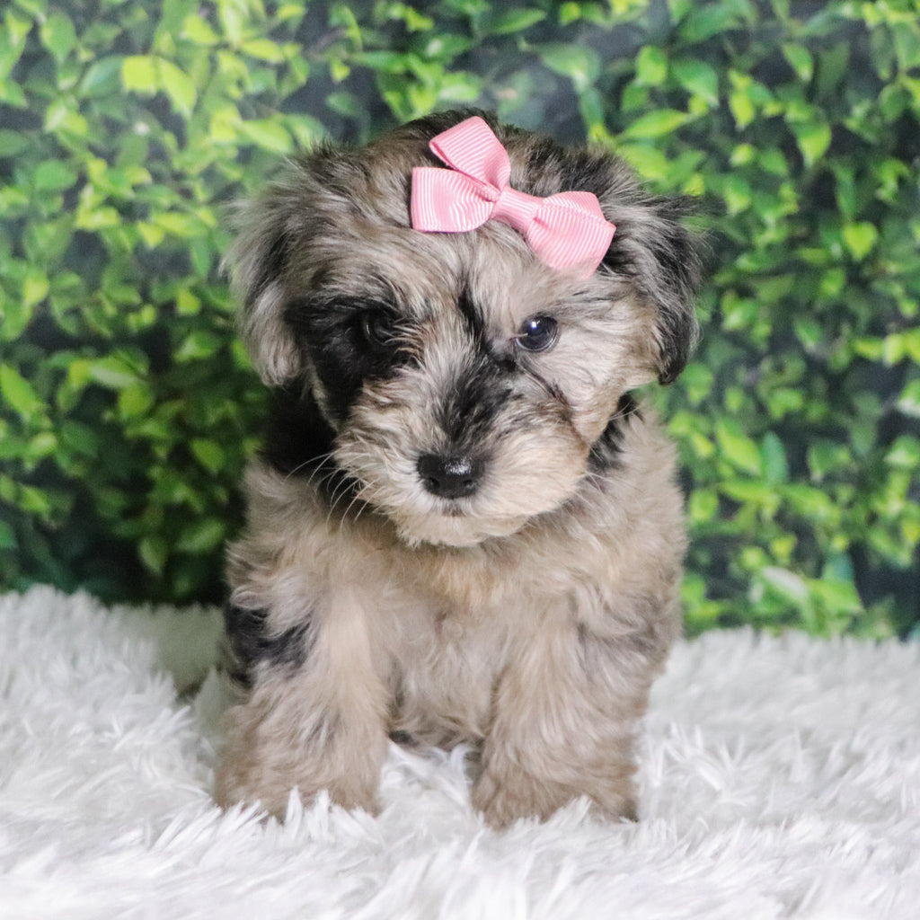 Caca - Available Now