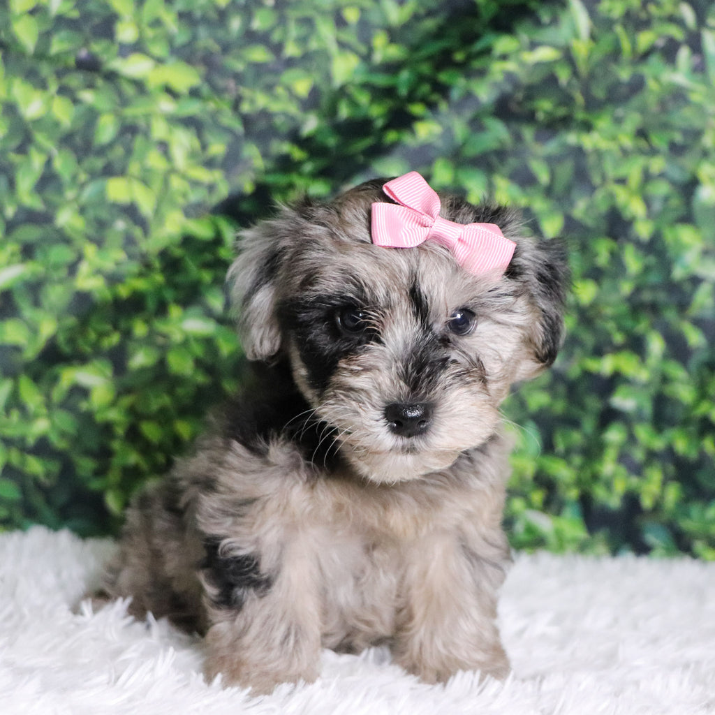 Caca - Available Now