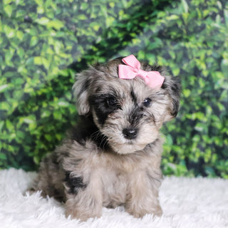 Caca - Available Now