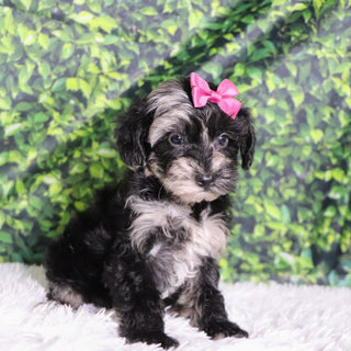 Cacalia - Available Now