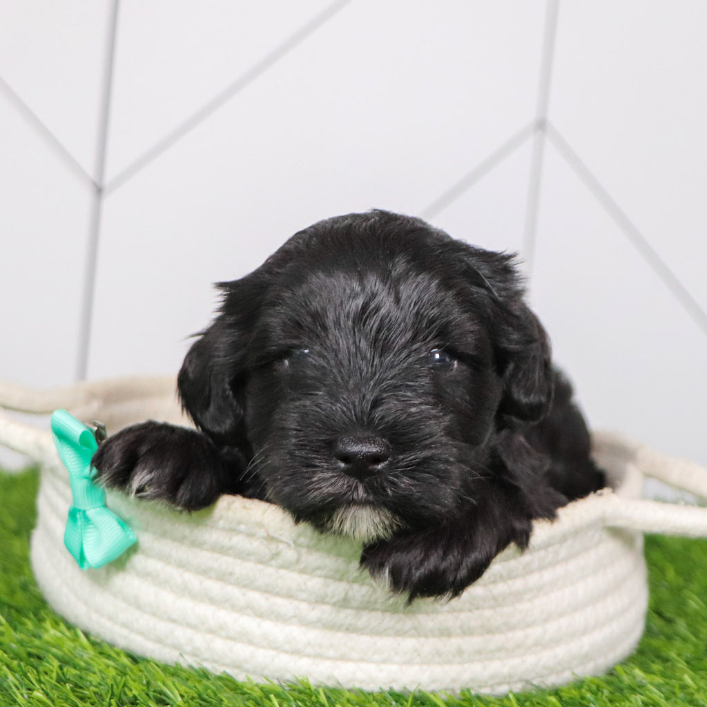 Cadet - Available 2/4