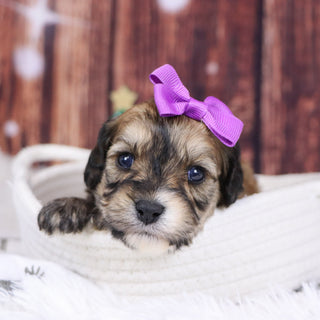 Cairo - Available 12/31