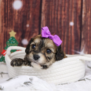 Cairo - Available 12/31