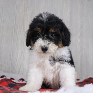 Caleb - Available 12/17