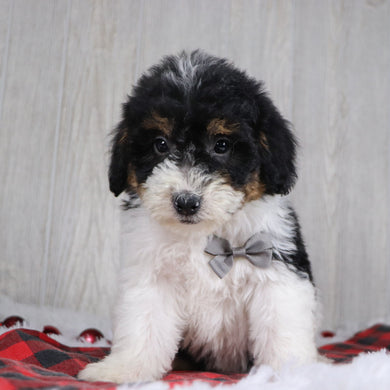 Caleb - Available 12/17