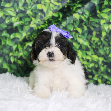 Caledonia - Available 12/10