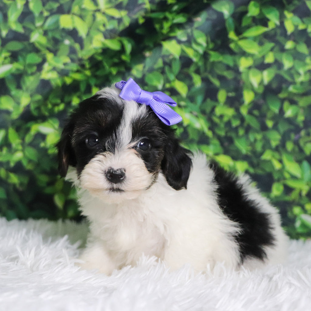 Caledonia - Available Now