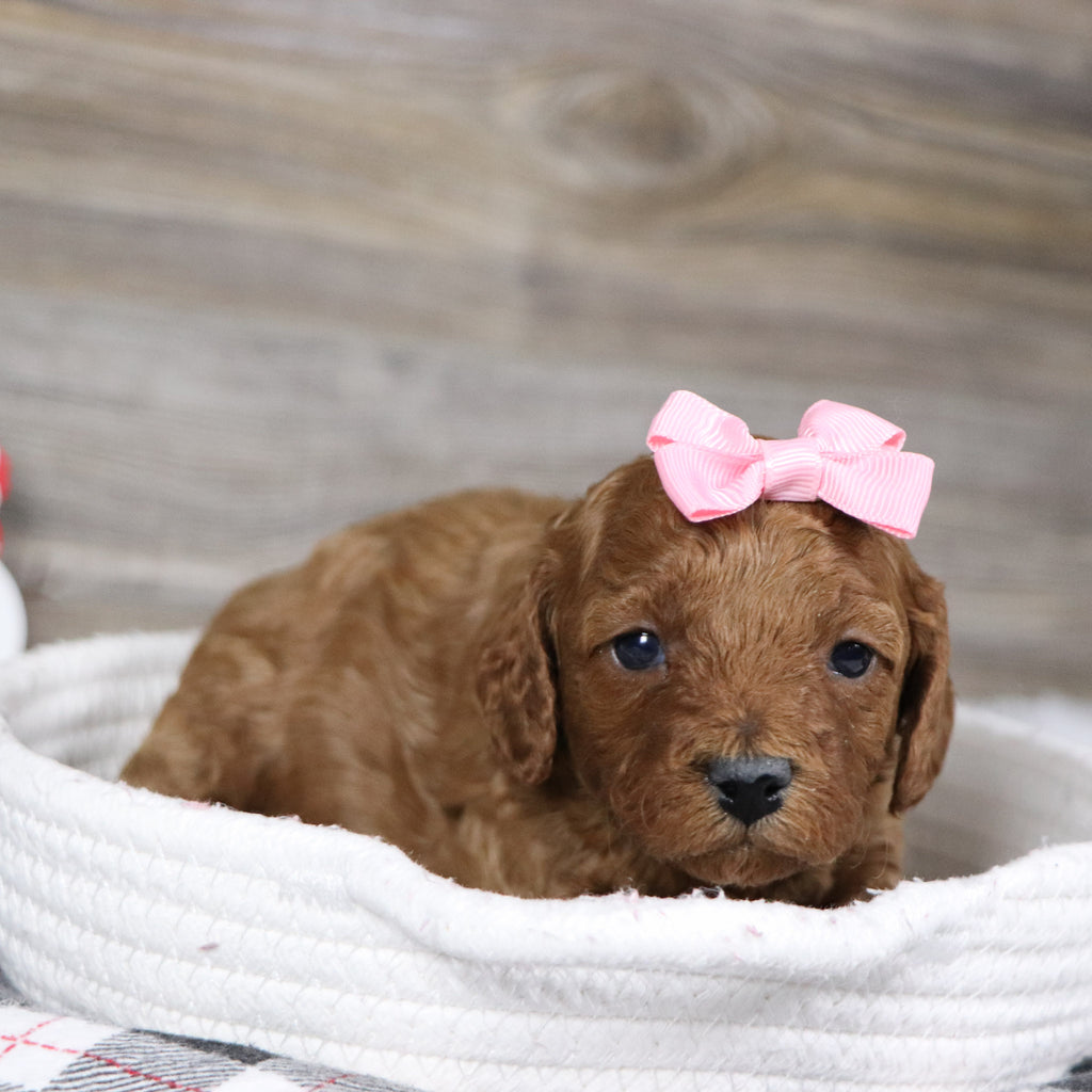 Camilla - Available 1/28