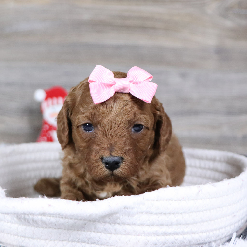 Camilla - Available 1/28