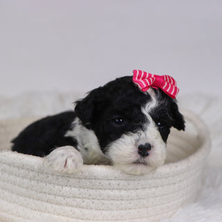 Camilla - Available 12/10