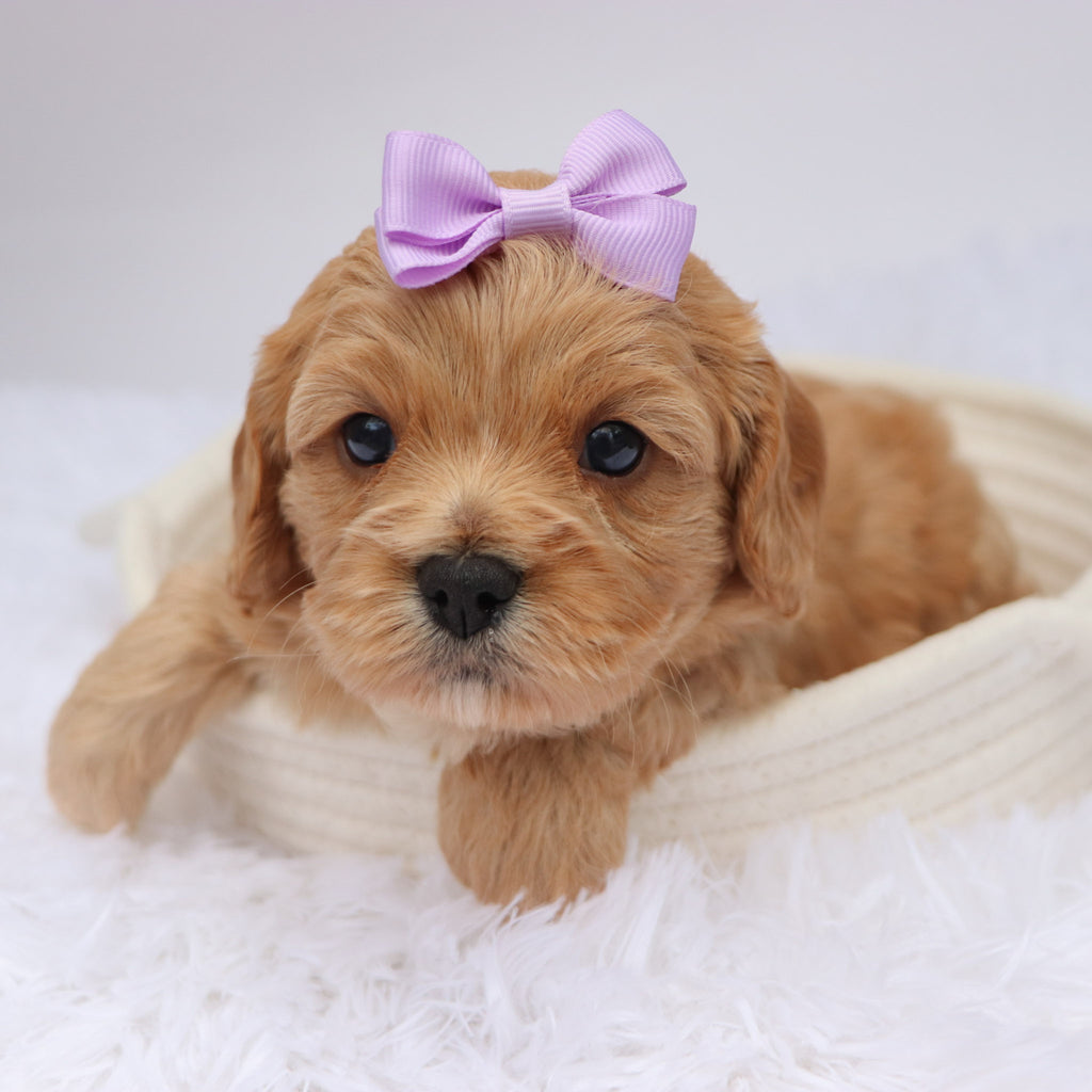 Candi - available 11/19