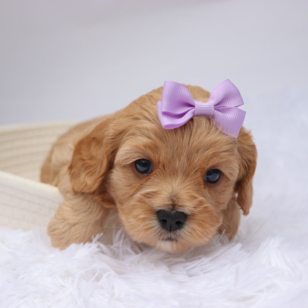 Candi - available 11/19