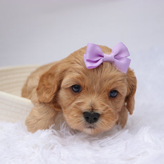 Candi - available 11/19