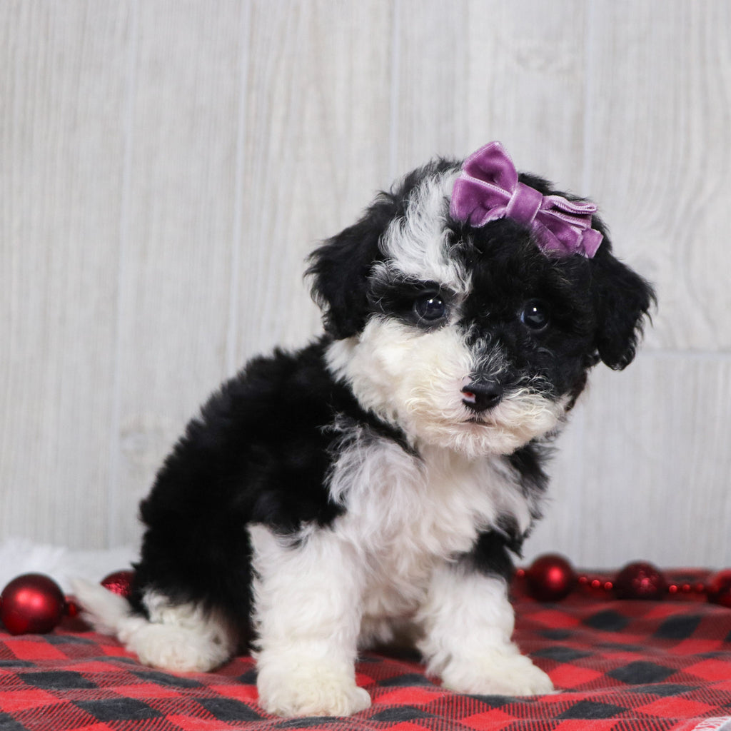 Candra - Available 12/10