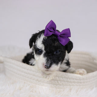 Candra - Available 12/10