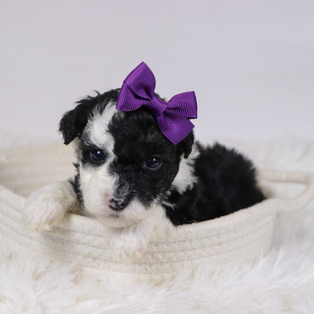 Candra - Available 12/10