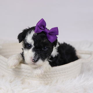 Candra - Available 12/10