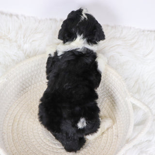 Candra - Available 12/10