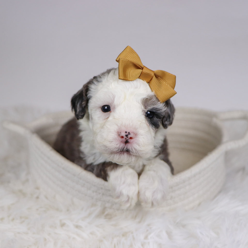 Candy - Available 12/10