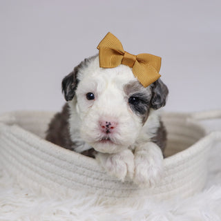 Candy - Available 12/10