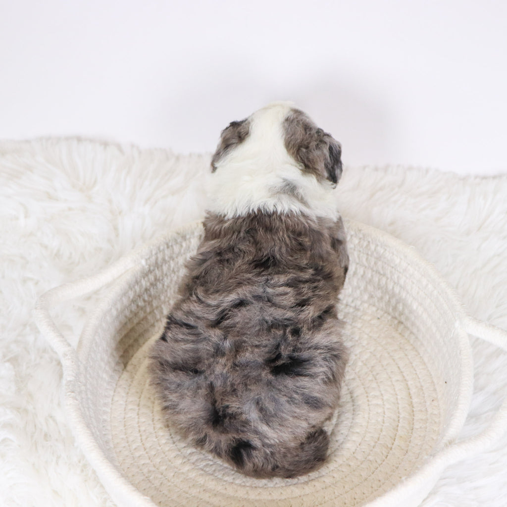 Candy - Available 12/10