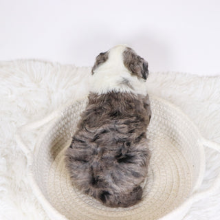 Candy - Available 12/10