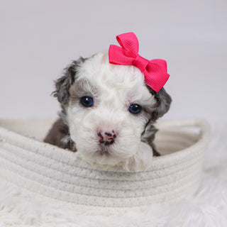 Canisa - Available 12/10