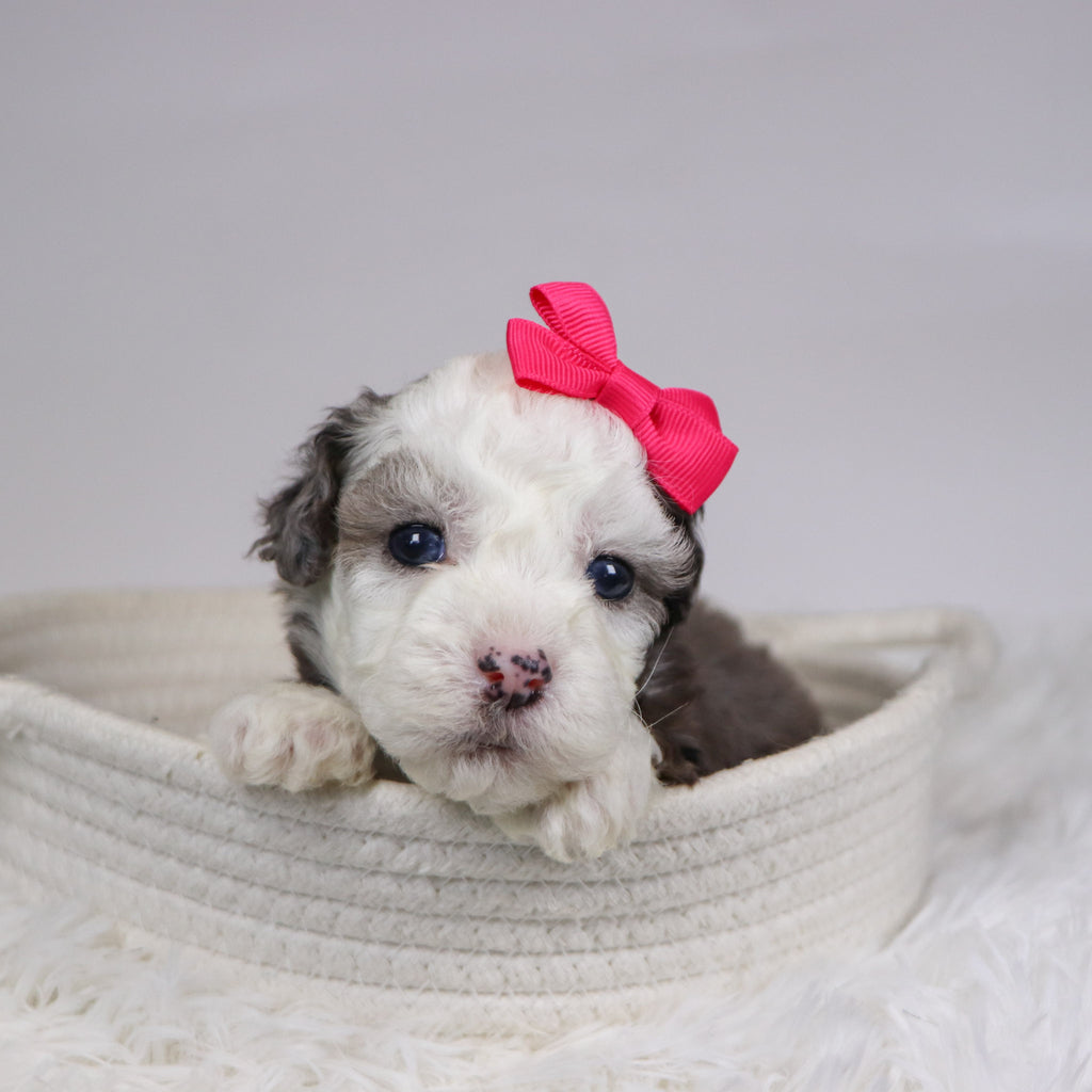 Canisa - Available 12/10