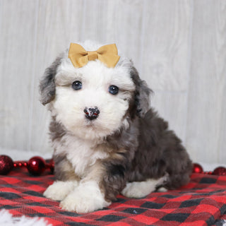 Canisa - Available 12/10