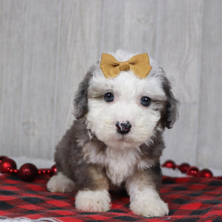 Canisa - Available 12/10