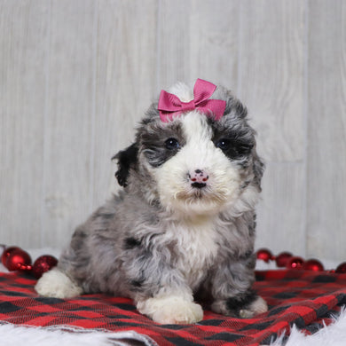 Carla - Available 12/10