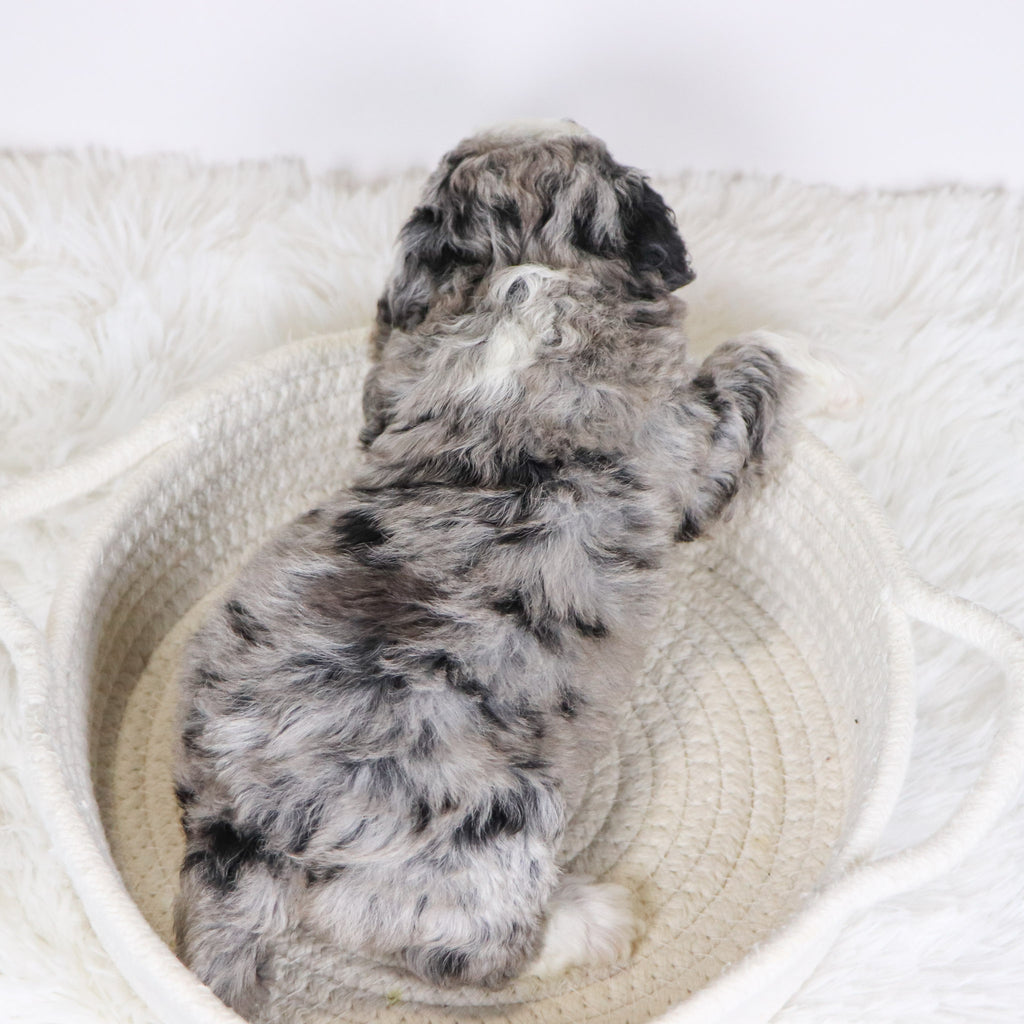 Carla - Available 12/10