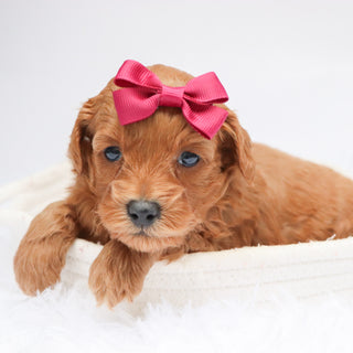 Carmen - Available Now