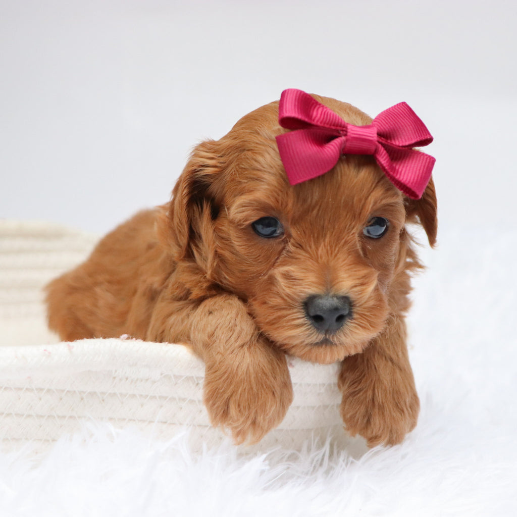 Carmen - Available Now