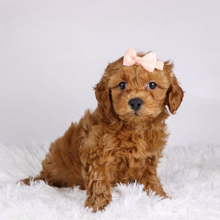 Carmen - Available Now