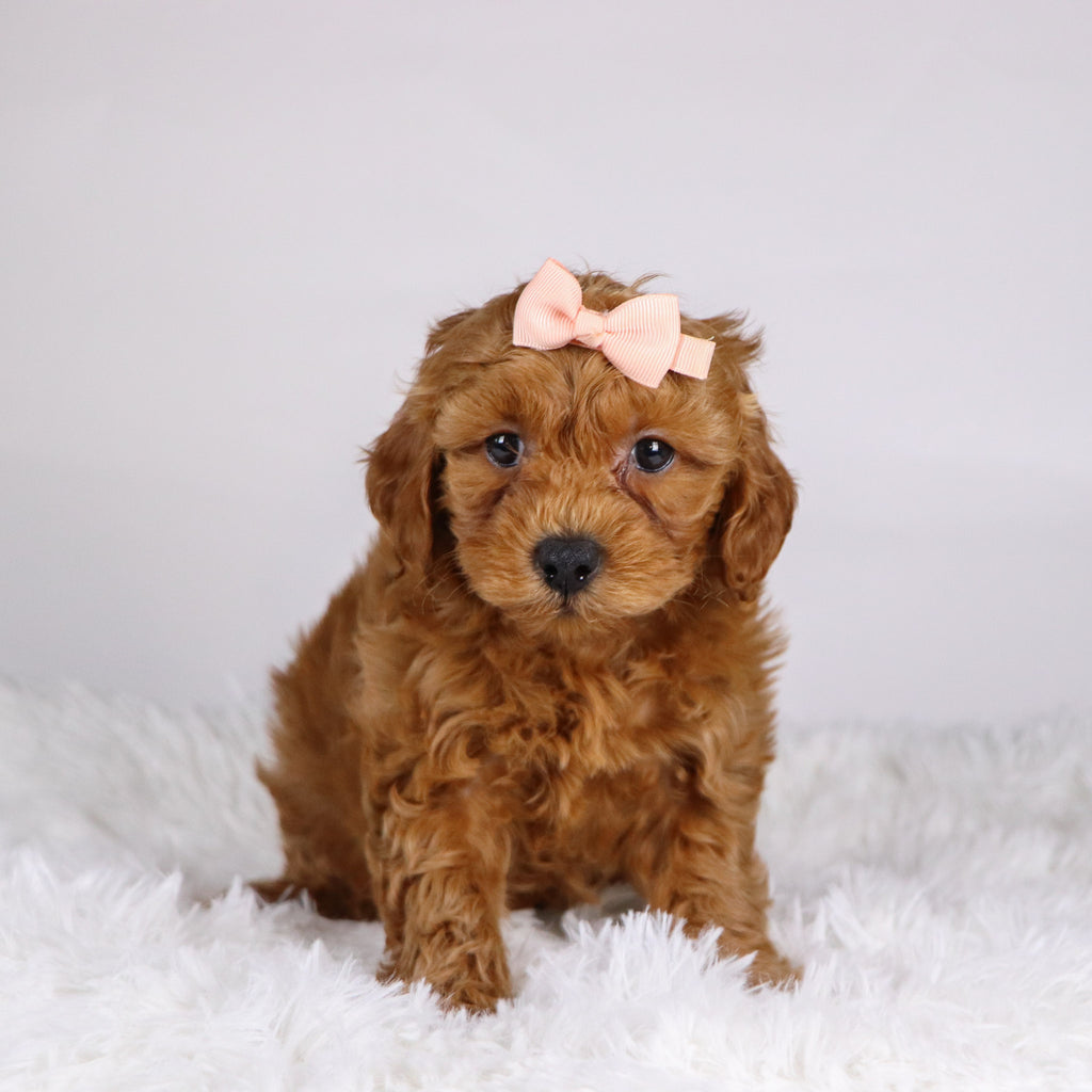 Carmen - Available Now