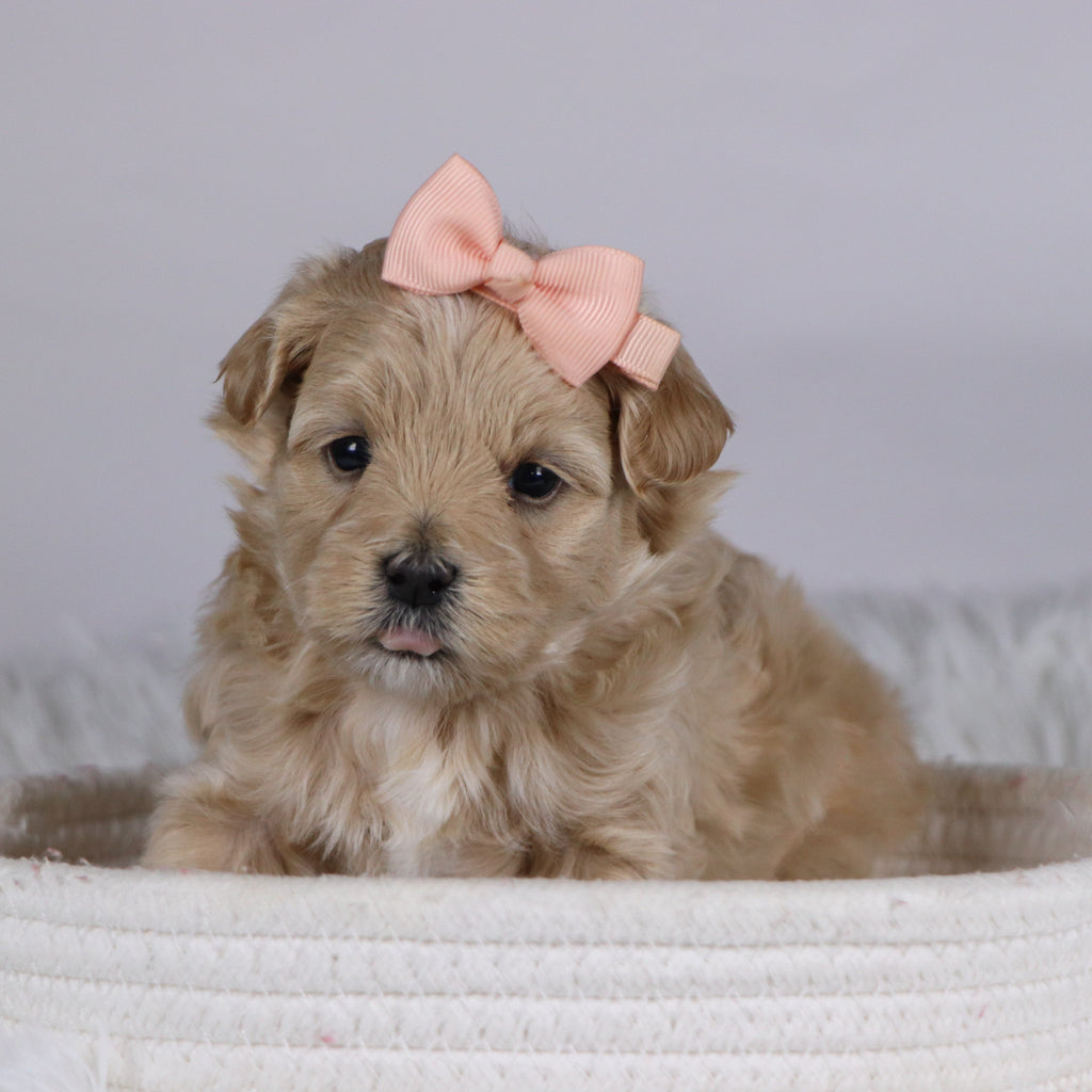 Carol - Available 12/10