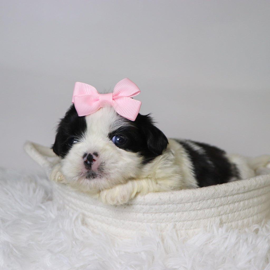 Carolina - Available 11/19