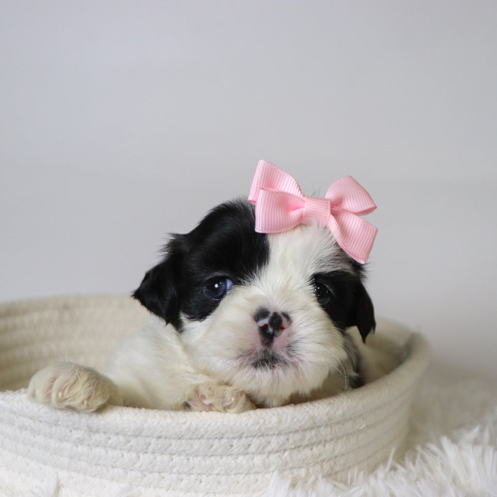 Carolina - Available 11/19