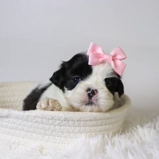 Carolina - Available 11/19