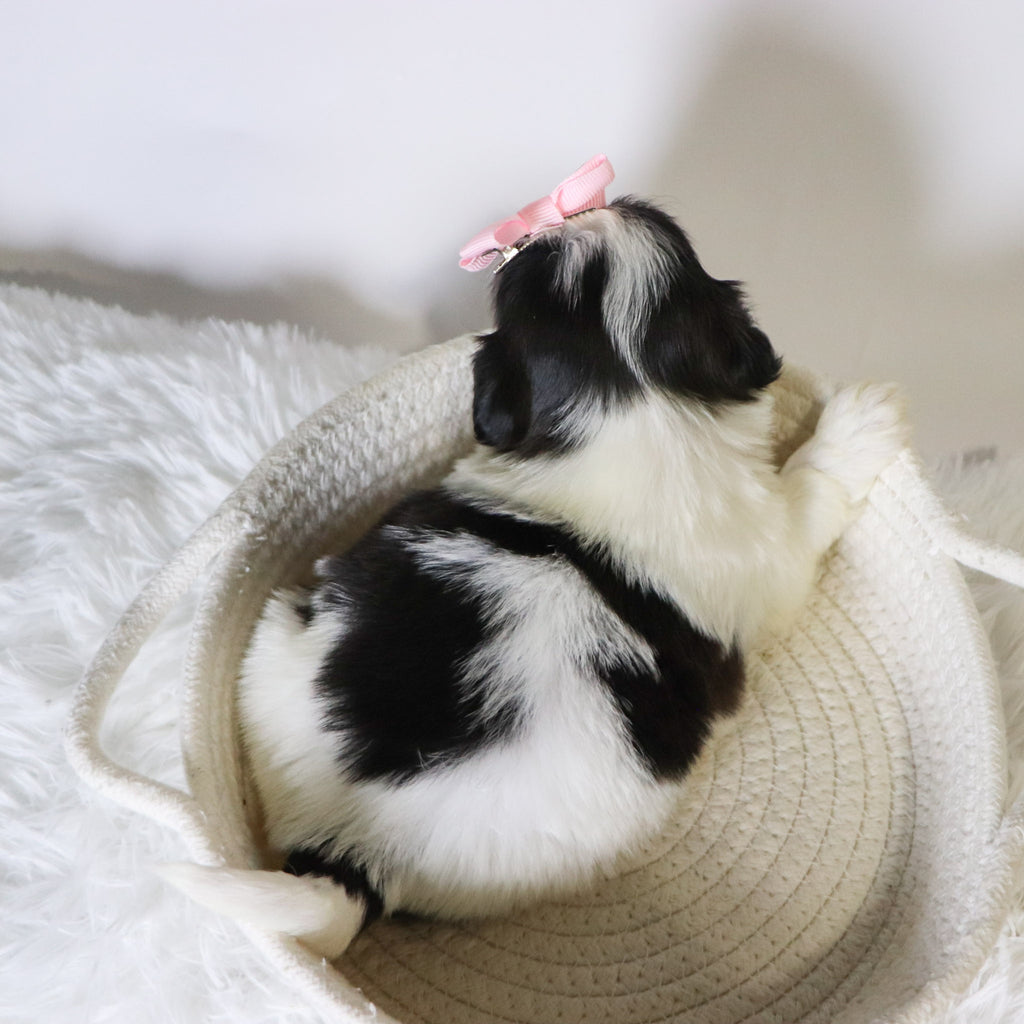 Carolina - Available 11/19