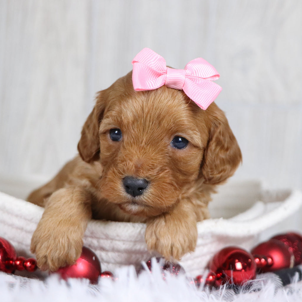 Carrie - Available 1/8