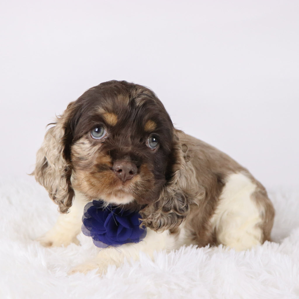 Carter - Available Now